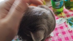 05-11-2025 деревенский кот рад