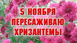 5 ноября. Выкопала хризантемы и пересадила их в теплицу