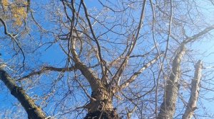 Вот это дерево! Интересно,что это на нём?🤔