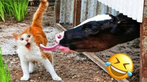 Фанат GoGo loves english клоунша 🤡🤡🤡