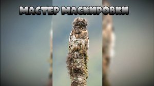 Мастер маскировки #забавныеживотные