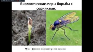 Агрономия. 13.11.25. 231гр.  Борьба с сорняками.