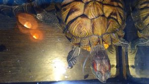 Красноухие черепахи 🐢 день 05-11-2025