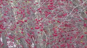 Город рябин (К 105-летию Мурманска)