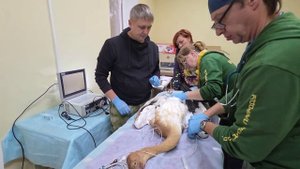 Эндоскопическое обследование Моркоки