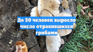 До 20 человек выросло число отравившихся грибами