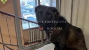 Беспокойство проявили соседи, которые были недовольны таким зоопарком в московской квартире