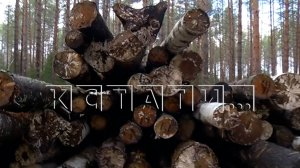 Лесопромышленники рубят лес и сотнями кубов оставляют гнить на делянках