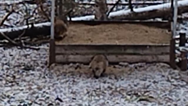 ВЕСТИ С УГОДИЙ -- 14 Еноты просто верх наглости !!! смотреть онлайн