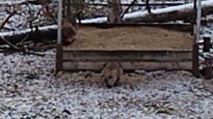 ВЕСТИ С УГОДИЙ -- 14 Еноты просто верх наглости !!!