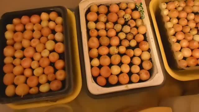 ОБЖОР МОЛОЧНЫЙ ШОКОЛАД АЛЁНКА С ФУНДУКОМ И ИЗЮМОМ