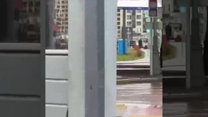 🐄У метро «Рассказовка» мирно пасутся коровы🐄