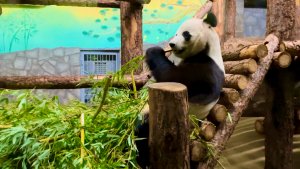 Большая панда - удивительное животное Китая, проживающая в московском зоопарке. Эпизод 80