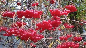 Мешает ли соседство калины вишне на моем дачном участке