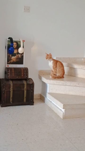 когда увидела чужого котэ