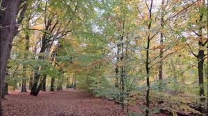 За вдохновением на прогулку в осенний лес Lockhorsterbos.  Приглашаем! 👋🌞