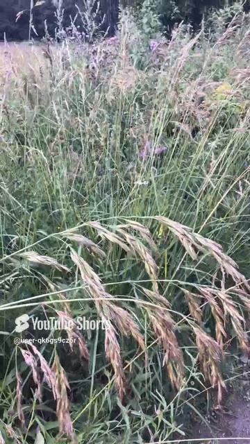 Ленинградская область. Хвойное. 12.07.2024. Растение-костер безостый, созревшие колоски