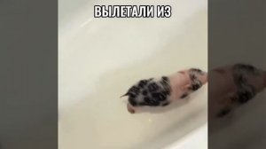 Хрюшечки после баньки 😂