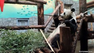 Осенние каникулы 2025г. Московский зоопарк. Октябрь 2025г. #клв #Котолевские