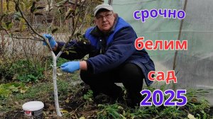 Побелка садовых деревьев осенью важнее чем весной.