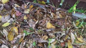 Как использую листовой опад на грядках.