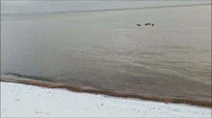 Обское море Ноябрь