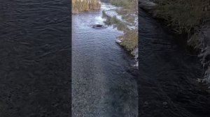 павлово-посадские платки Василиса и две старинки. городской пруд город Миасс