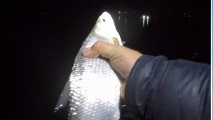 ночная рыбалка на дону