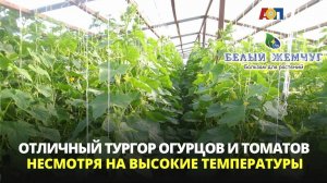 Отличный тургор огурцов и томатов несмотря на высокие температуры при применении удобрений БЖ