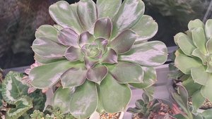 Растения, которые могут выжить на холодном подоконнике