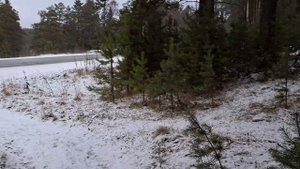 прогулка в лес  сжигаем  калории