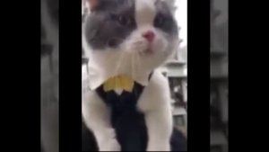 Видео от МЯУтаверс – как метавселенная, но с котами