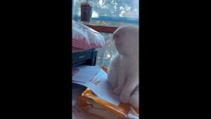 Смешные видео про — заряд позитива и искреннего смеха каждый день! 😂