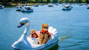 Как котики на воде отдыхали