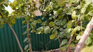 Фундук Трапезунд.Краеугольный камень фундуководства.Прививка.Создаем избыточный потенциал корня.