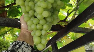 К-Ш ТИМПСОН!!!🍇🍇🍇 НА 05.11.22025. Telegram, WhatsApp и Vlber +79528500417. ТЕЛ. +79054033245.