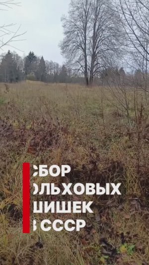 Воспоминания, сбор ольховых шишек в школьные годы⏳️