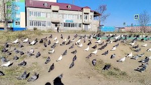 4.11.2025.Пою на улице. Скоро восхищение Церкви. Аминь.