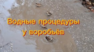 Воробьи принимают водные процедуры. Воробьи купаются в луже, последние дни осени