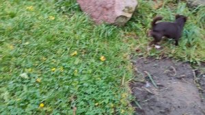 #скидки до 01/12/25 Юляша #купитьчихуахуапродаю +79215950848