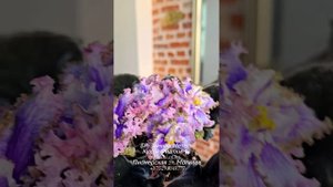 РС-Небесный Ангел, БР-Зимняя Метель и АВ-Абсолем - статные красавцы, готовые удивлять и восхищать