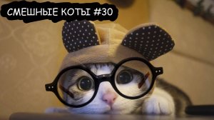 СМЕШНЫЕ КОТИКИ 😹😹😹 2025 l СМЕШНЫЕ ВИДЕО ТОЛЬКО ЛУЧШЕЕ #30