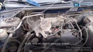 Воронежец обнаружил под капотом автомобиля пушистого пассажира