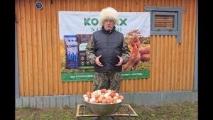ЧЕМ КОРМИТЬ КУР ЧТО БЫ ОНИ НЕСЛИ ВКУСНОЕ ПОЛЕЗНОЕ ЯЙЦО! 03.11.2025 ГОД.