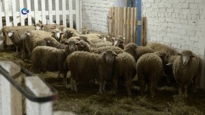 Хозяйство «Ильинское» запустит производство баранины в Карелии