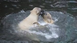 Медвежата Белка и Стрелка устроили поединок на воде, но победила любовь и дружба.