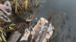 ШОК! Я отпускаю ТРОФЕЙНУЮ ЩУКУ! Эмоции через край!