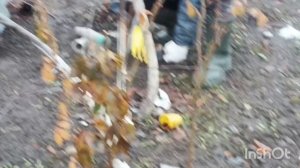 Моя дуристика с тюльпанами / закрыли дачу