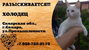 Пропал кот! ХОЛОДЕЦ.  Самарская обл,  г.Самара
