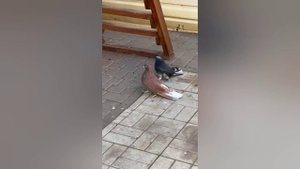 голуби Маношина А. и.